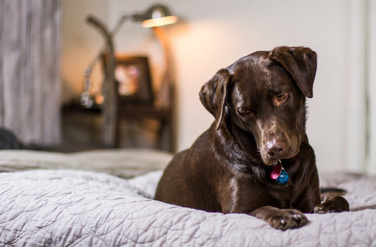6 Benefits of Bamboo Bedding for Pet Owners